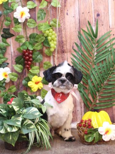 20230815ぽてくん